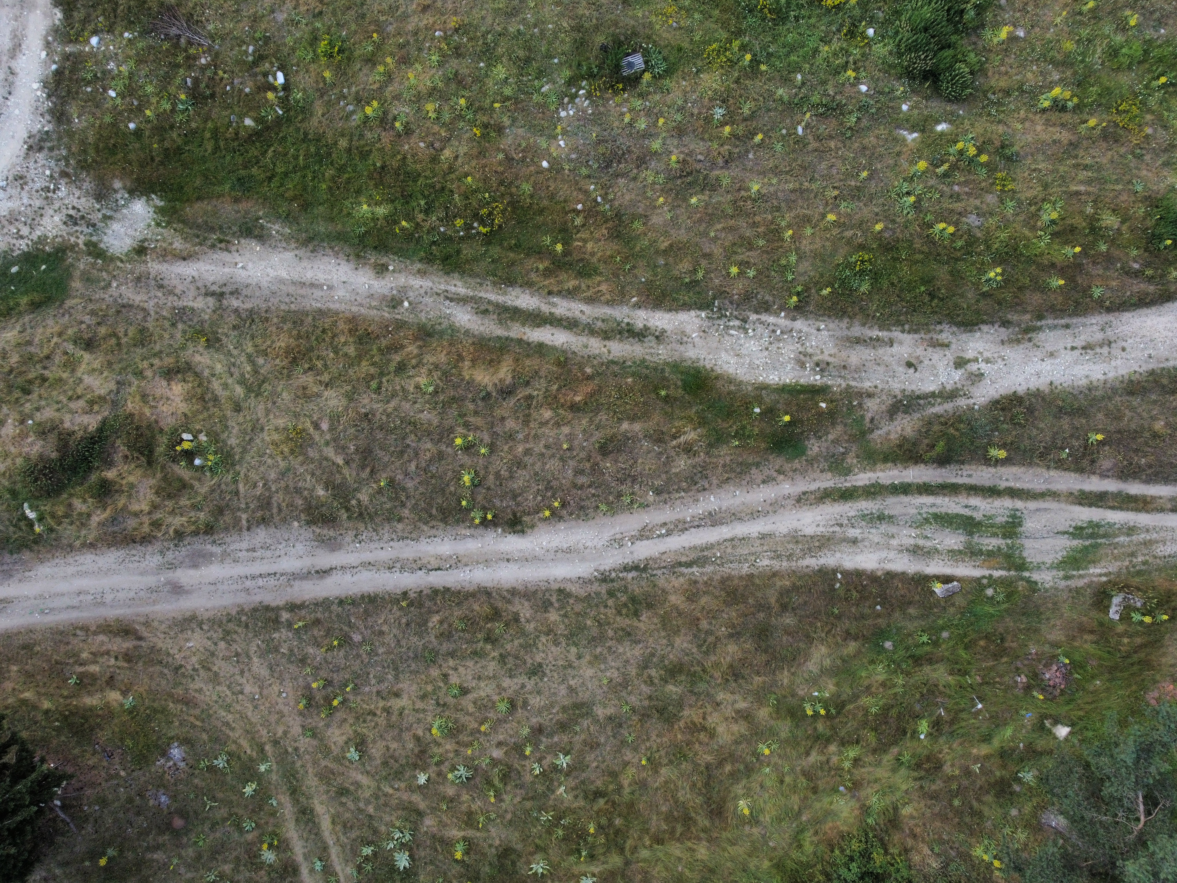 Govedartsi 7